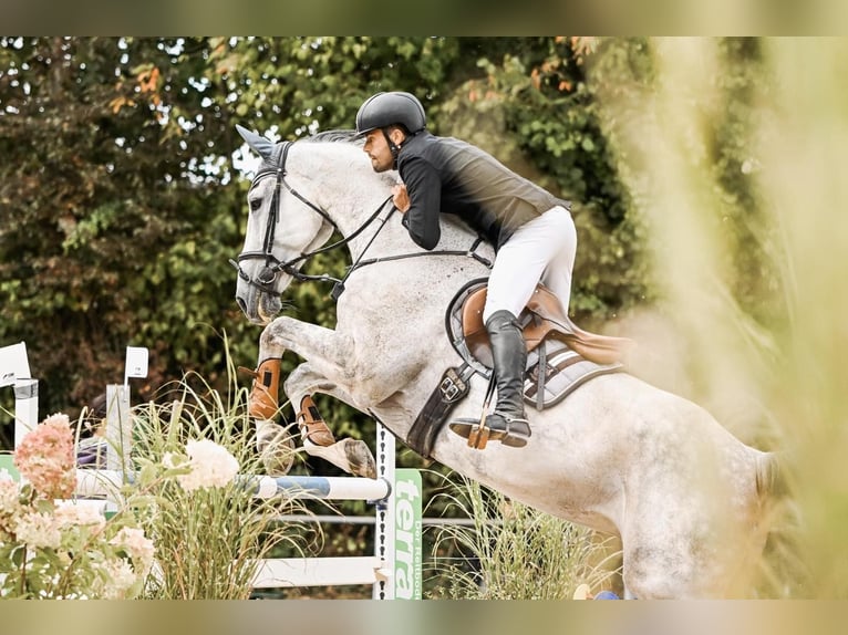 Holsteiner Wallach 12 Jahre 180 cm Schimmel in Hochdorf