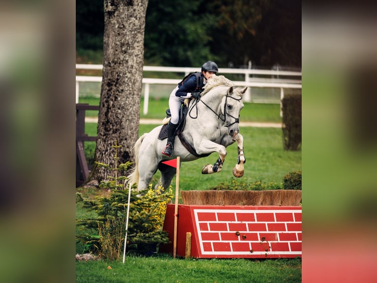 Holsteiner Wallach 12 Jahre 180 cm Schimmel in Oltingen
