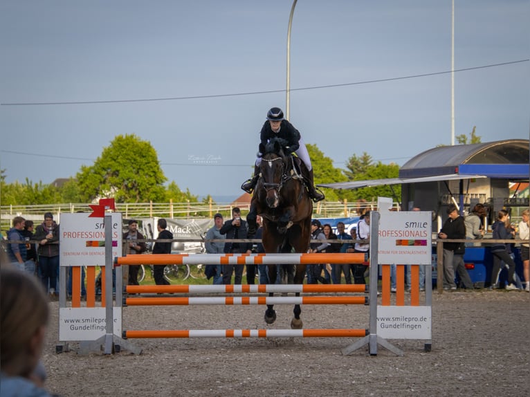 Holsteiner Wallach 12 Jahre 181 cm Dunkelbrauner in Essingen