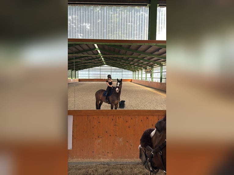Holsteiner Wallach 12 Jahre 183 cm Dunkelbrauner in Emsdetten