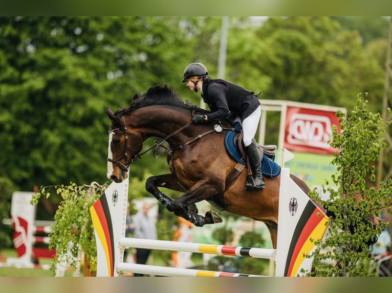 Holsteiner Wallach 12 Jahre 183 cm Dunkelbrauner in Emsdetten