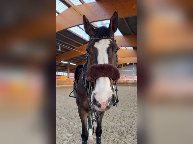 Holsteiner Wallach 12 Jahre 183 cm Dunkelbrauner in Emsdetten