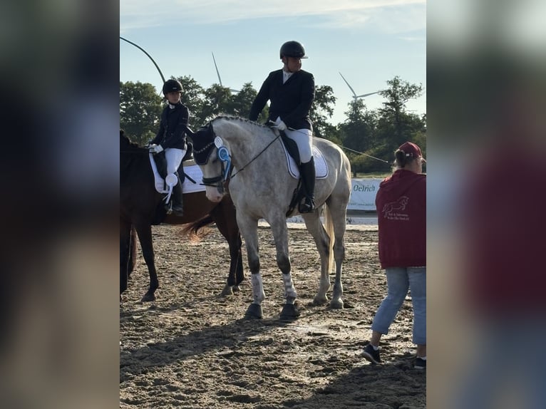 Holsteiner Wallach 12 Jahre 187 cm Schimmel in Hamburg Kirchwerder