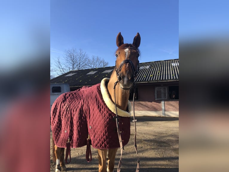 Holsteiner Wallach 12 Jahre 189 cm Dunkelfuchs in Grevenbroich