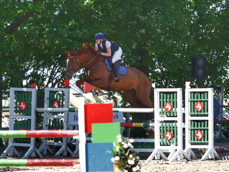 Holsteiner Wallach 12 Jahre 189 cm Dunkelfuchs in Grevenbroich