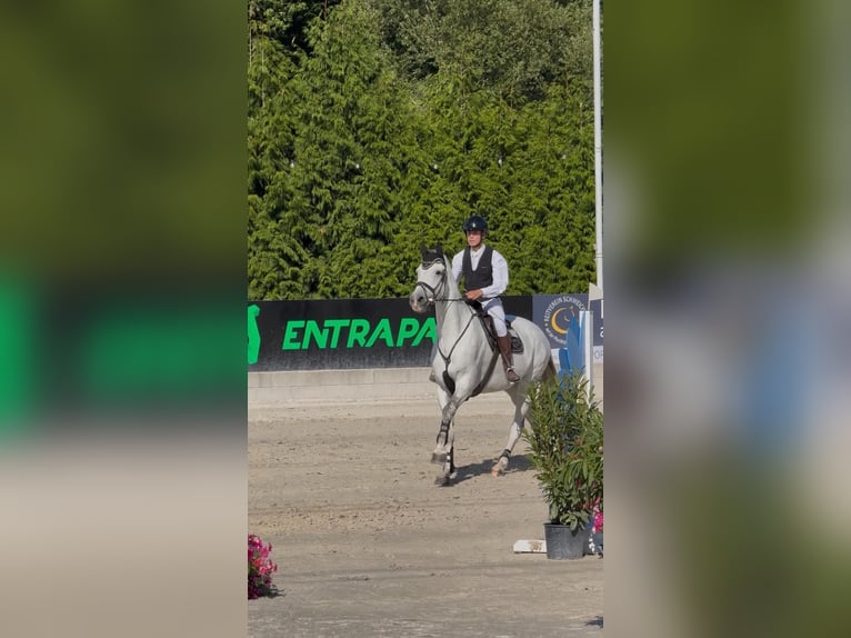 Holsteiner Wallach 12 Jahre Schimmel in Aach