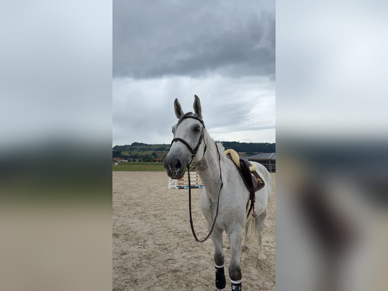 Holsteiner Wallach 12 Jahre Schimmel in Wichtrach