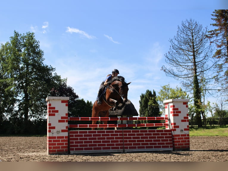 Holsteiner Wallach 13 Jahre 164 cm Brauner in Ottenbüttel