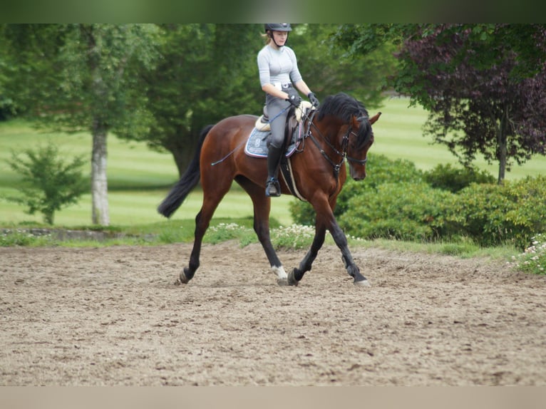 Holsteiner Wallach 13 Jahre 164 cm Brauner in Ottenbüttel