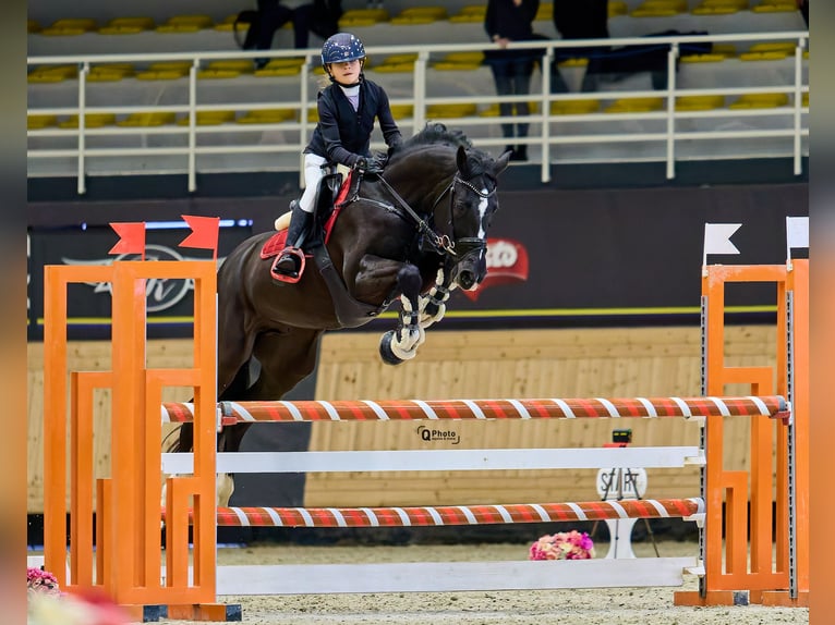 Holsteiner Wallach 13 Jahre 165 cm Dunkelbrauner in Voluntari