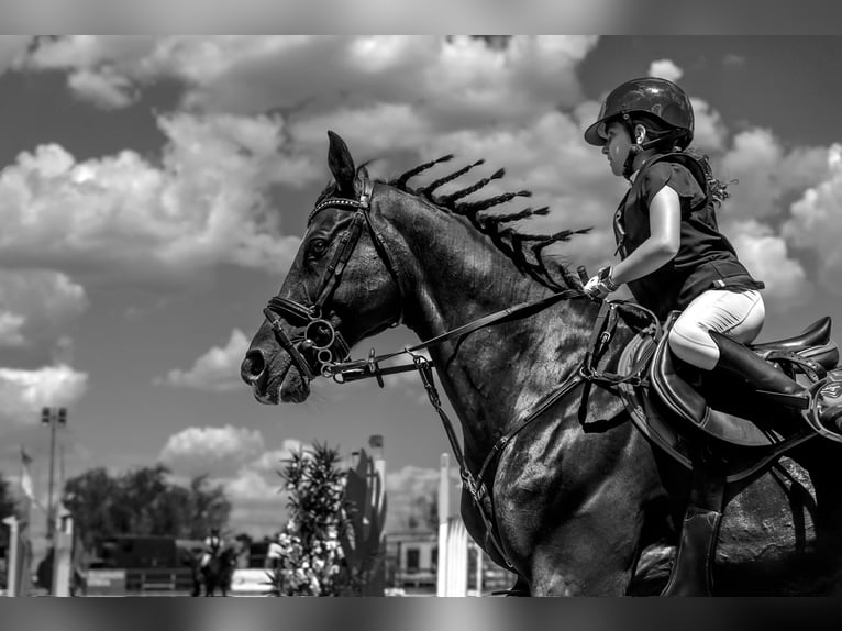 Holsteiner Wallach 13 Jahre 165 cm Dunkelbrauner in Voluntari