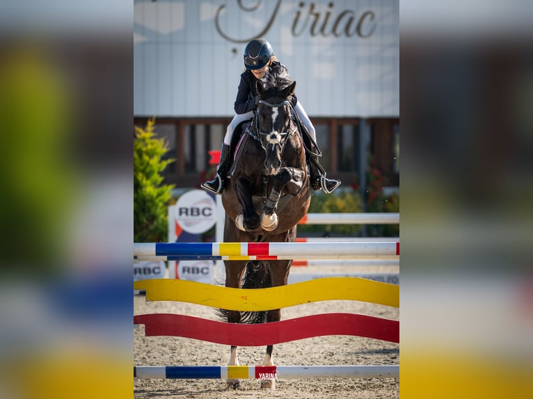 Holsteiner Wallach 13 Jahre 165 cm Dunkelbrauner in Voluntari