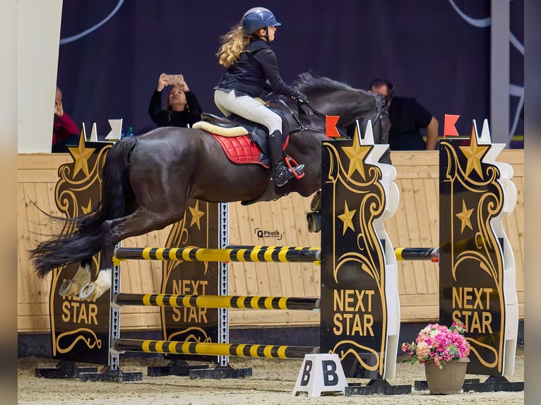 Holsteiner Wallach 13 Jahre 165 cm Dunkelbrauner in Voluntari