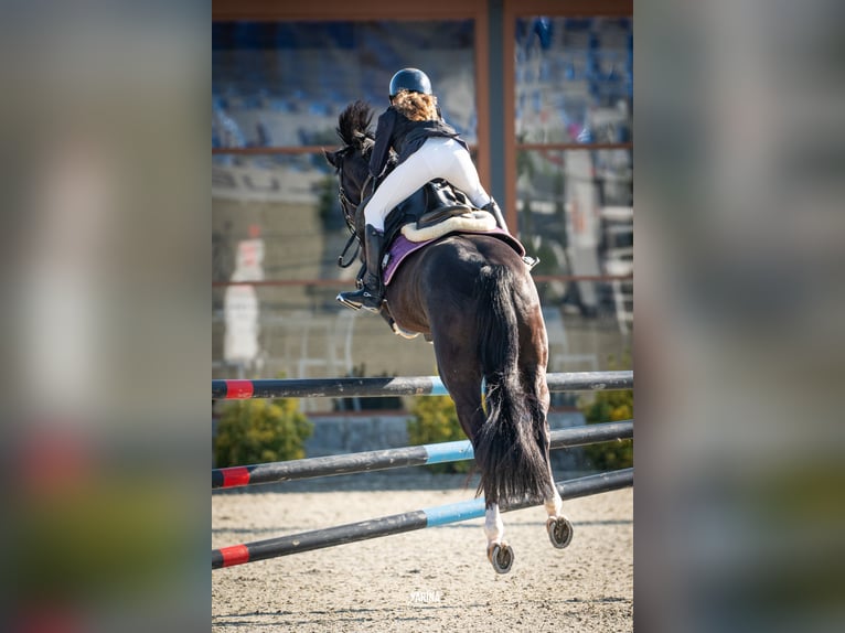 Holsteiner Wallach 13 Jahre 165 cm Dunkelbrauner in Voluntari
