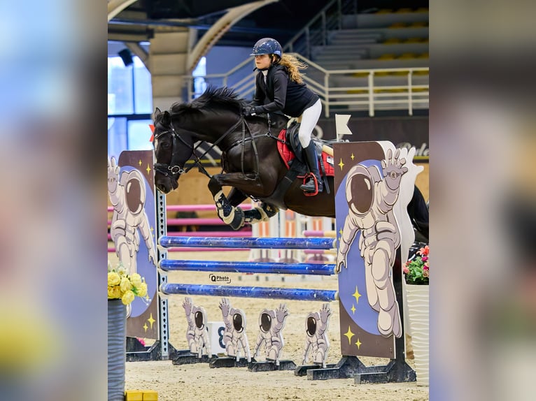 Holsteiner Wallach 13 Jahre 165 cm Dunkelbrauner in Voluntari