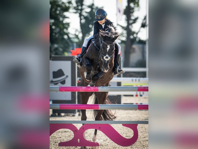 Holsteiner Wallach 13 Jahre 165 cm Dunkelbrauner in Voluntari