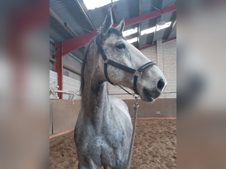 Holsteiner Wallach 13 Jahre 165 cm Fliegenschimmel in Neu Fahrland