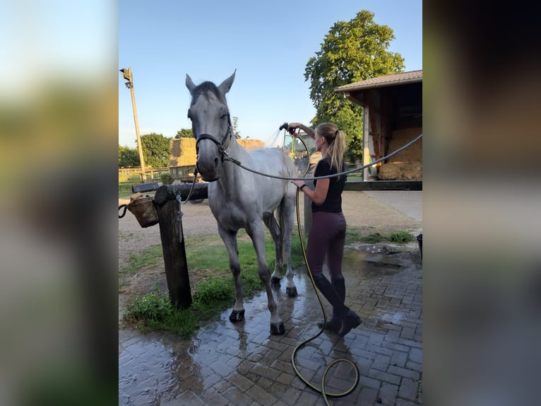 Holsteiner Wallach 13 Jahre 165 cm Schimmel in Königslutter am Elm