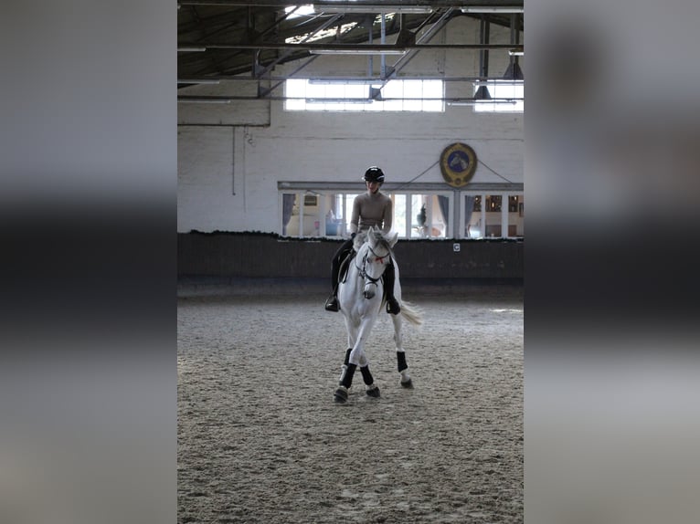 Holsteiner Wallach 13 Jahre 165 cm Schimmel in Königslutter am Elm