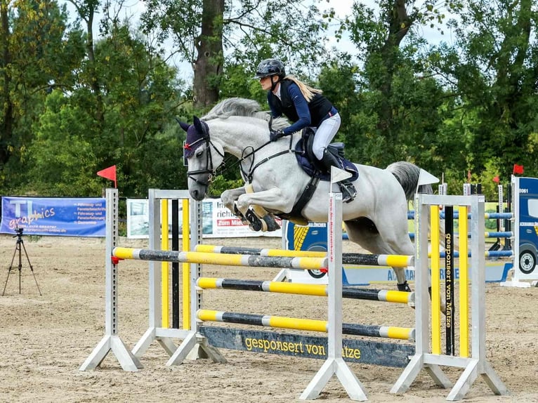 Holsteiner Wallach 13 Jahre 165 cm Schimmel in Königslutter am Elm