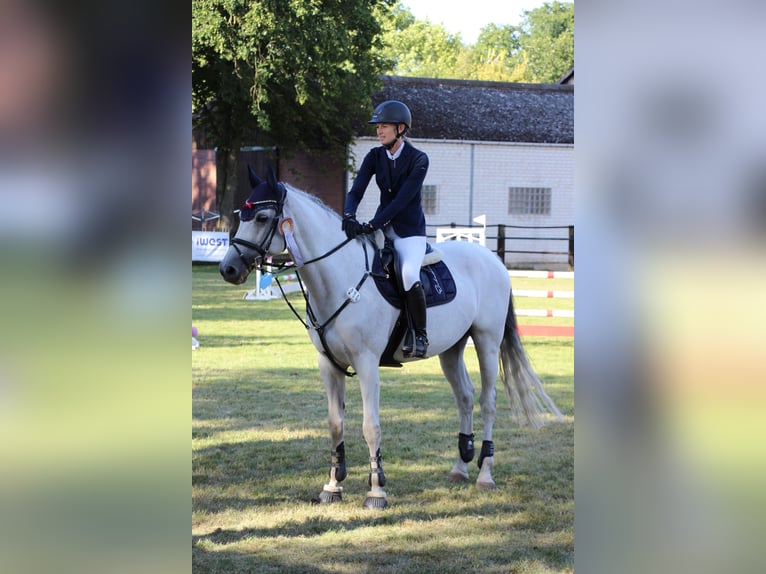 Holsteiner Wallach 13 Jahre 165 cm Schimmel in Königslutter am Elm
