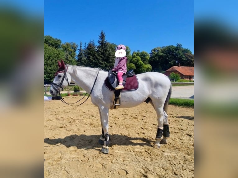 Holsteiner Wallach 13 Jahre 165 cm Schimmel in Königslutter am Elm