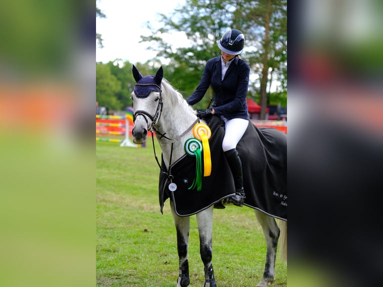 Holsteiner Wallach 13 Jahre 165 cm Schimmel in Greiz