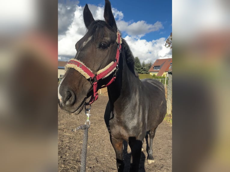Holsteiner Wallach 13 Jahre 167 cm Brauner in Dessau