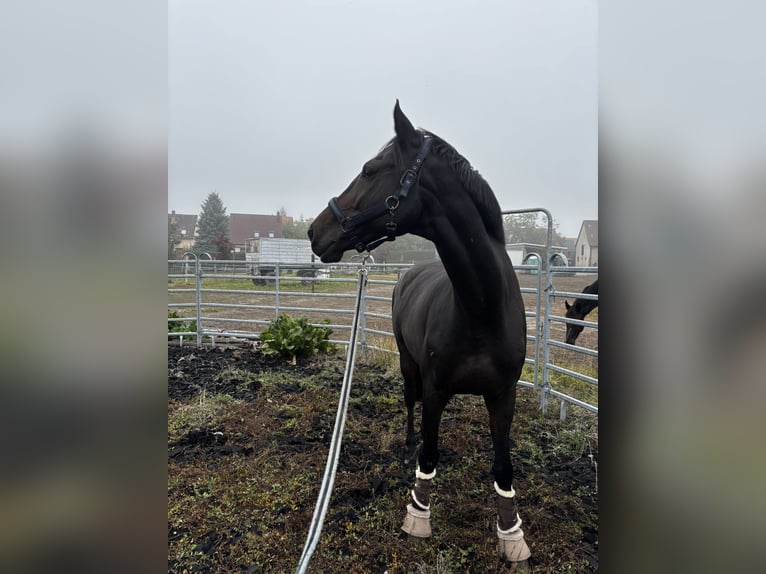 Holsteiner Wallach 13 Jahre 167 cm Brauner in Dessau