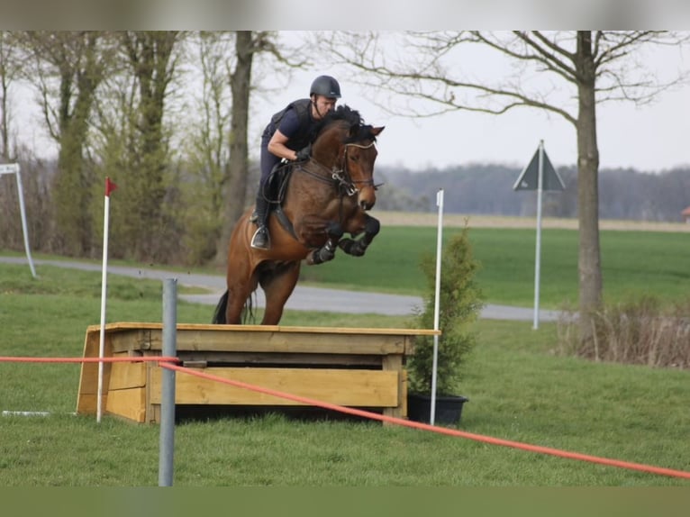 Holsteiner Wallach 13 Jahre 168 cm Brauner in Herzebrock-Clarholz