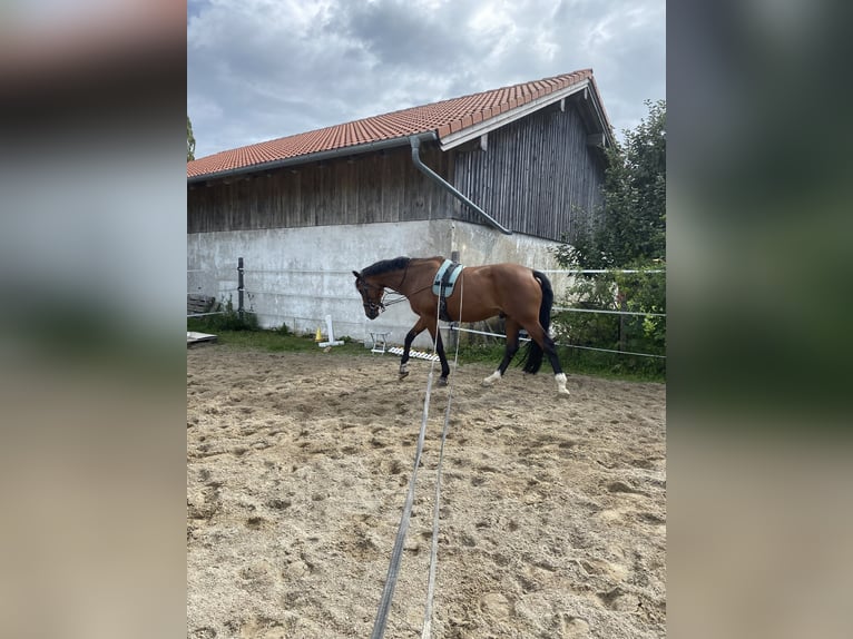 Holsteiner Wallach 13 Jahre 168 cm Brauner in Kloster Sch&#xE4;ftlarn