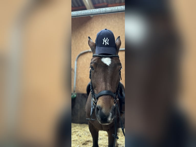 Holsteiner Mix Wallach 13 Jahre 168 cm Brauner in Giengen an der Brenz