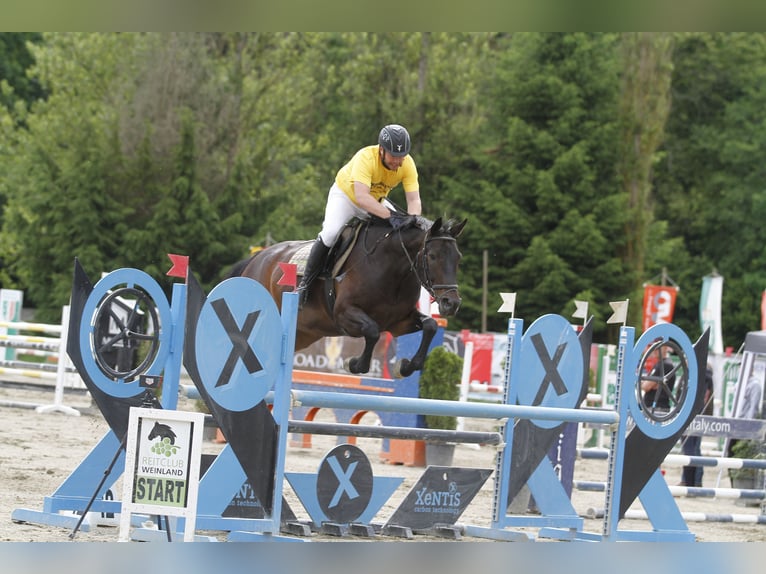 Holsteiner Wallach 13 Jahre 168 cm Dunkelbrauner in Riegersburg