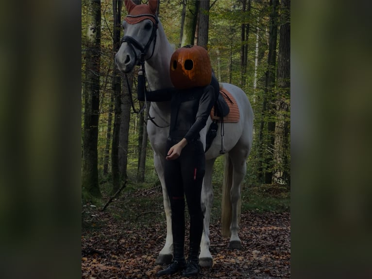 Holsteiner Wallach 13 Jahre 168 cm Schimmel in Marktl