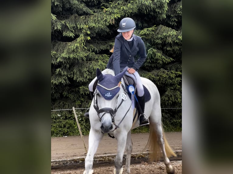 Holsteiner Wallach 13 Jahre 168 cm Schimmel in Marktl