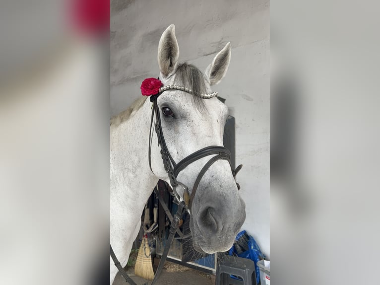 Holsteiner Wallach 13 Jahre 168 cm Schimmel in Marktl