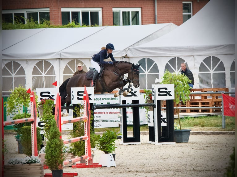 Holsteiner Wallach 13 Jahre 168 cm Schwarzbrauner in T&#xF6;nisvorst