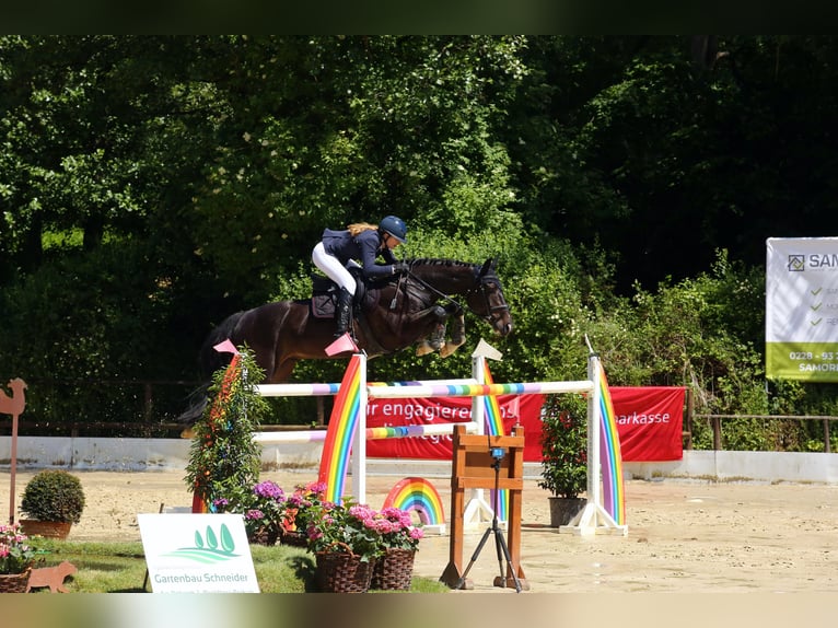 Holsteiner Wallach 13 Jahre 168 cm Schwarzbrauner in T&#xF6;nisvorst