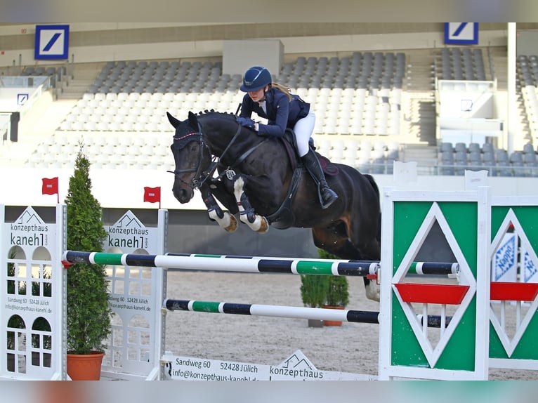 Holsteiner Wallach 13 Jahre 168 cm Schwarzbrauner in T&#xF6;nisvorst