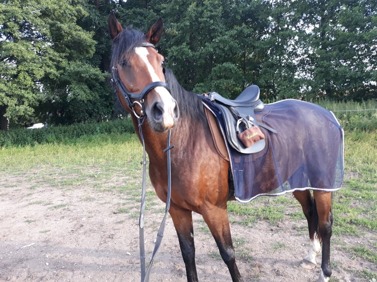 Holsteiner Wallach 13 Jahre 170 cm Brauner in Utzstetten