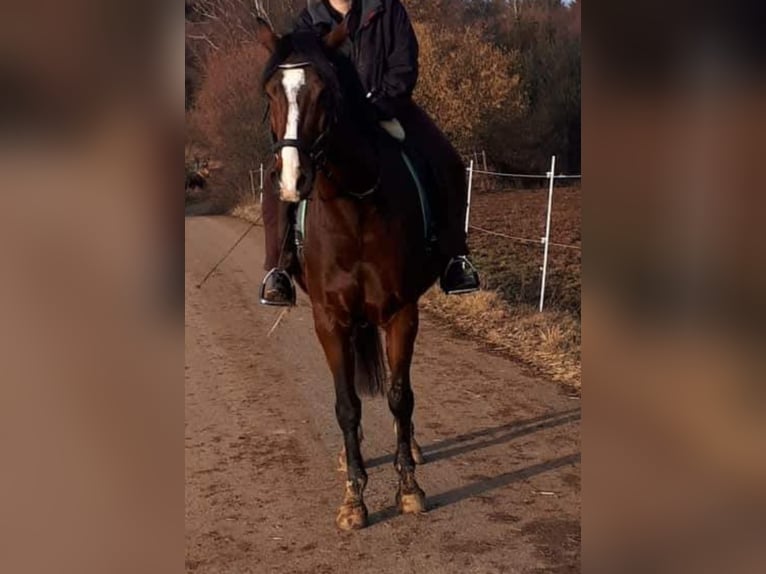 Holsteiner Wallach 13 Jahre 170 cm Brauner in Utzstetten
