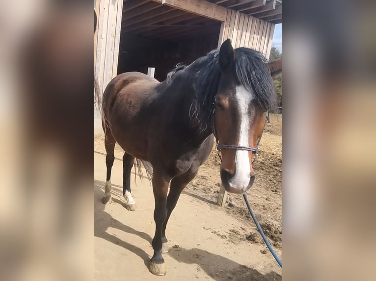 Holsteiner Wallach 13 Jahre 170 cm Brauner in Utzstetten