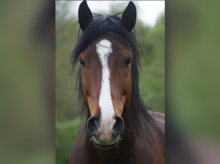 Holsteiner Wallach 13 Jahre 170 cm Brauner in Utzstetten