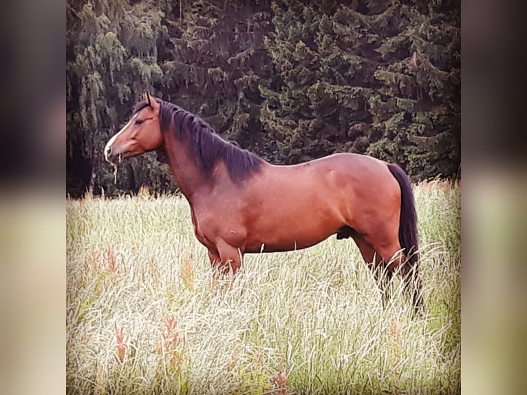 Holsteiner Wallach 13 Jahre 170 cm Brauner in Utzstetten
