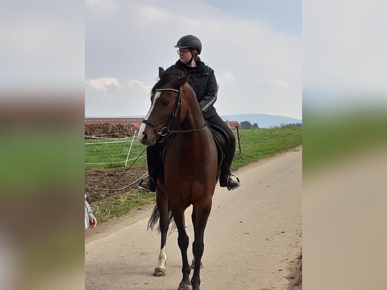 Holsteiner Wallach 13 Jahre 170 cm Brauner in Utzstetten