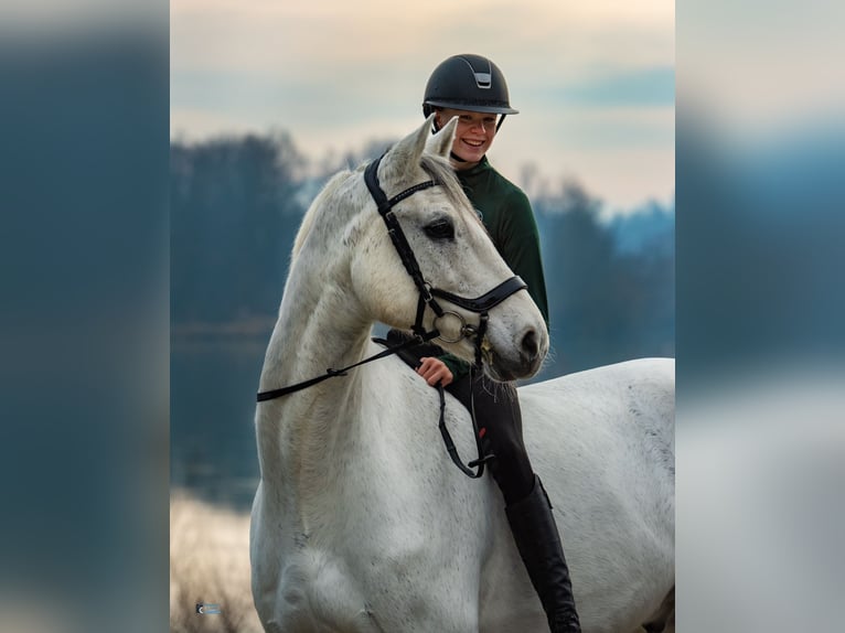 Holsteiner Wallach 13 Jahre 170 cm in Stammham