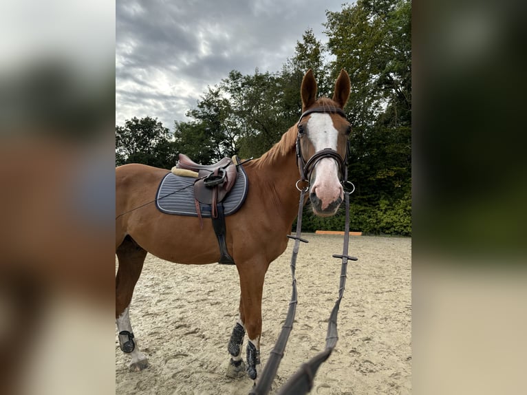 Holsteiner Wallach 13 Jahre 170 cm Fuchs in Isernhagen