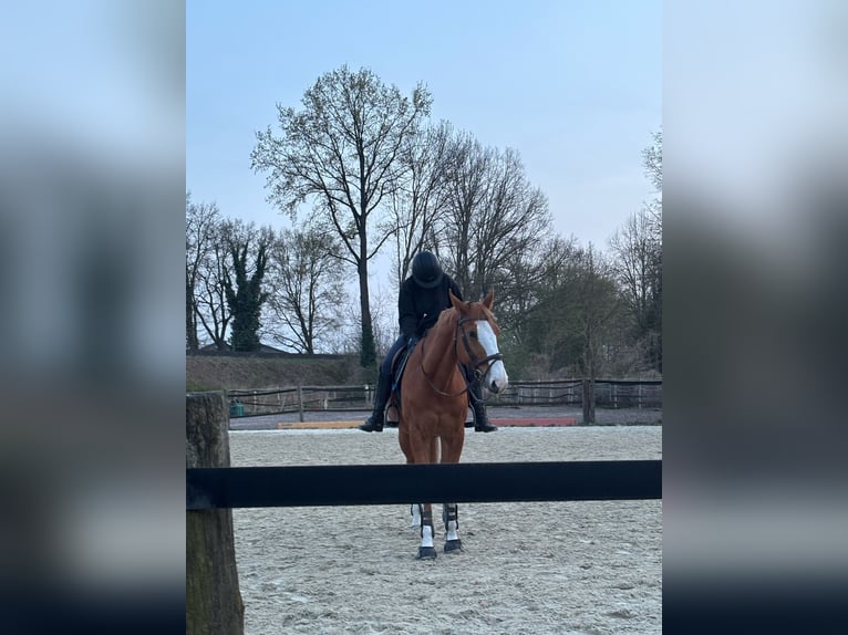 Holsteiner Wallach 13 Jahre 170 cm Fuchs in Isernhagen