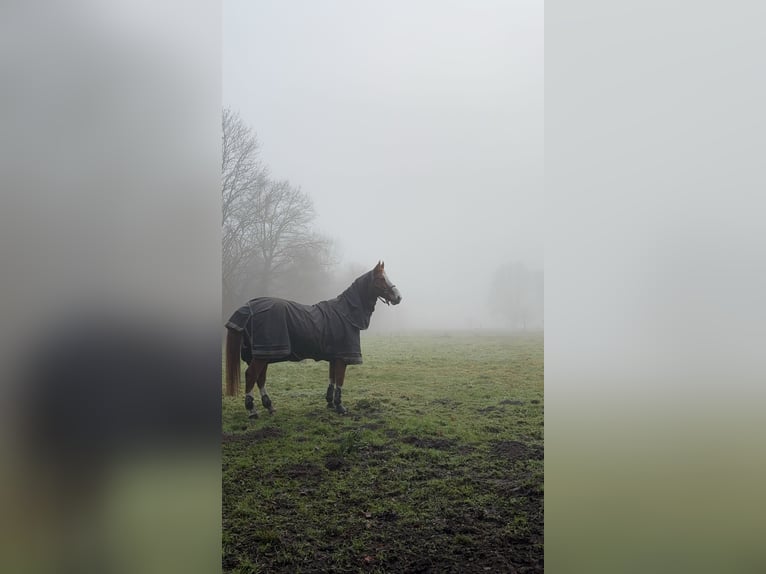 Holsteiner Wallach 13 Jahre 170 cm Fuchs in Isernhagen