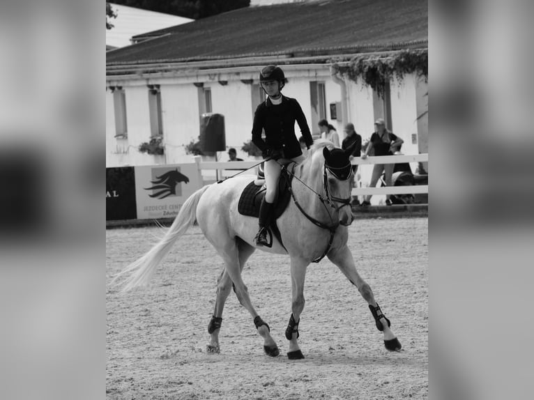 Holsteiner Wallach 13 Jahre 170 cm Schimmel in Traidendorf